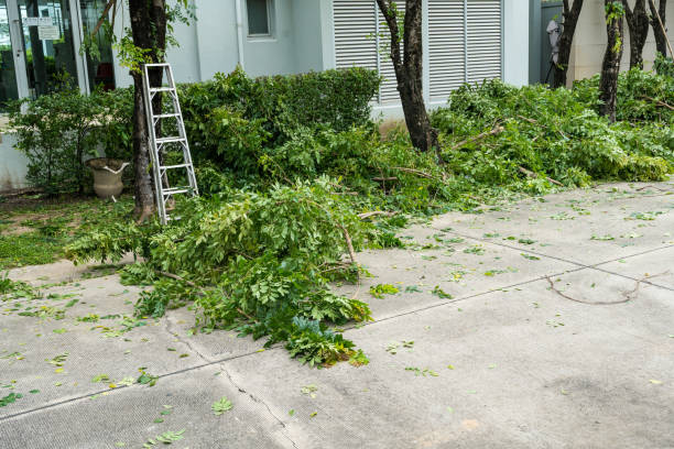 Best Tree Trimming and Pruning  in Island Park, NY